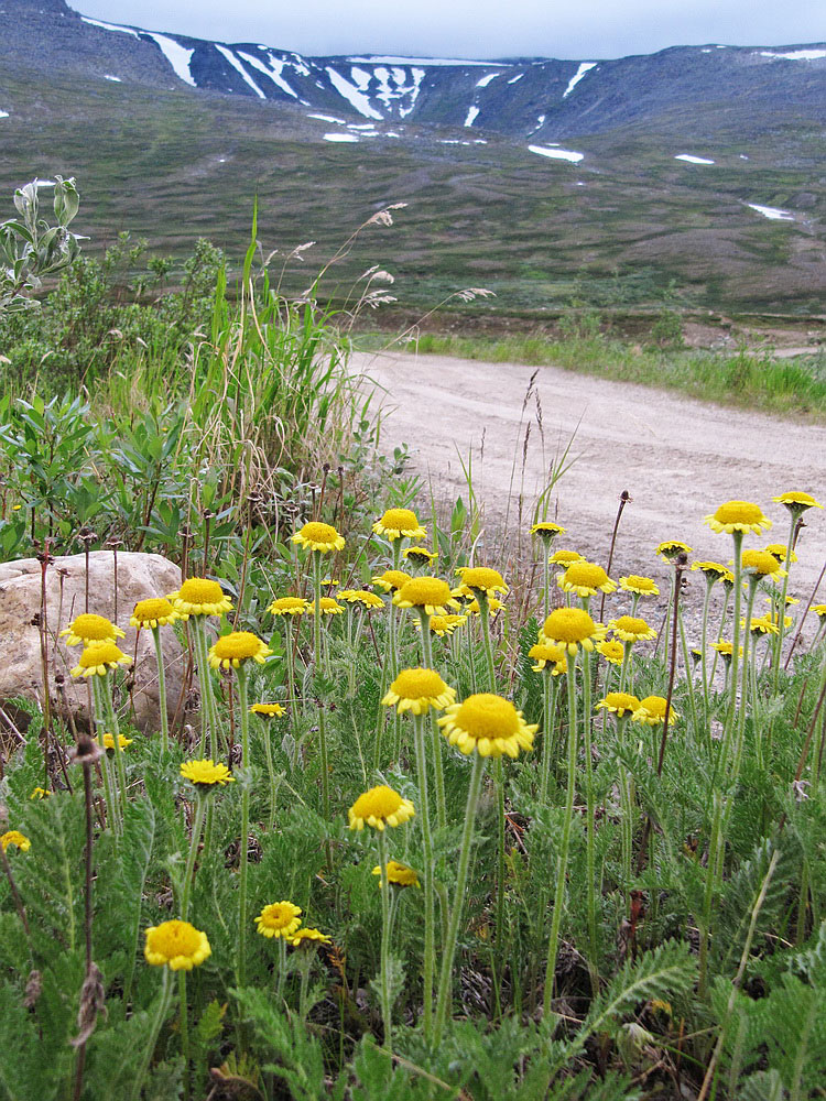 Image of Tanacetum bipinnatum specimen.