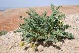 Смотреть изображение род Astragalus