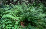 View full-size image Dryopteris filix-mas