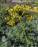 Смотреть изображение Ruta graveolens