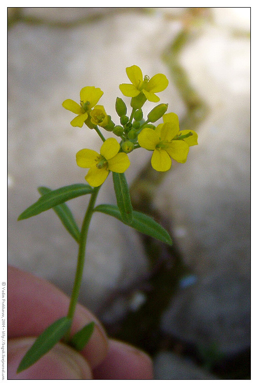 Image of Erysimum cheiranthoides specimen.