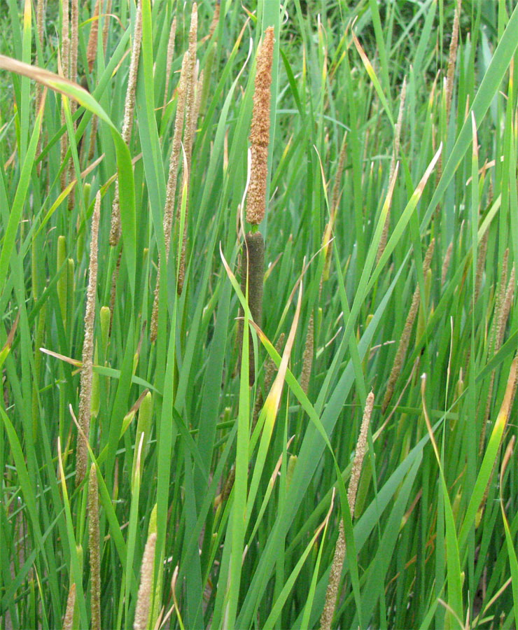 Image of Typha elata specimen.