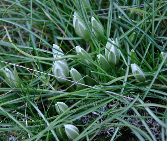 Image of genus Ornithogalum specimen.