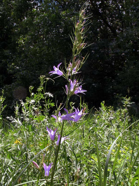 Image of Campanula rapunculus specimen.