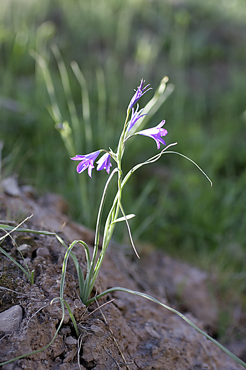 Изображение особи Ixiolirion tataricum.