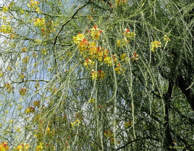 Image of Parkinsonia aculeata specimen.