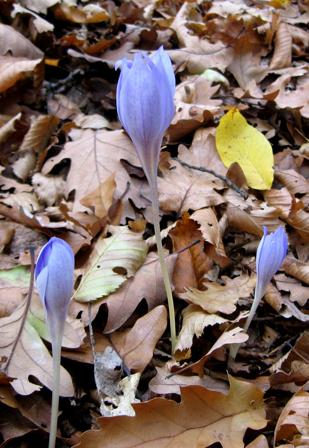 Изображение особи Crocus speciosus.