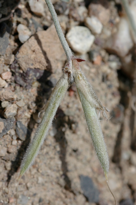 Image of Astragalus infractus specimen.