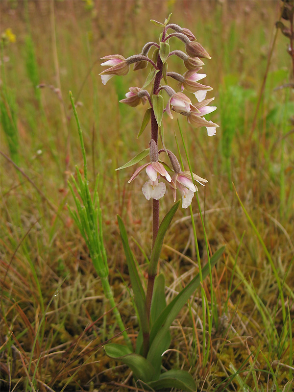 Изображение особи Epipactis palustris.