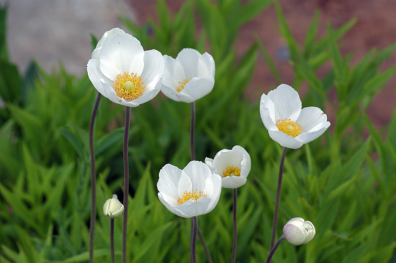 Изображение особи Anemone sylvestris.