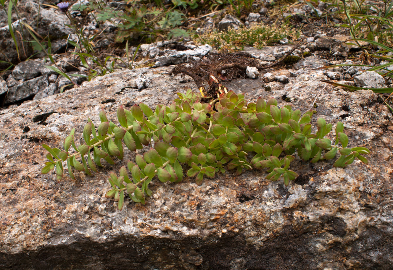 Изображение особи Rhodiola rosea.