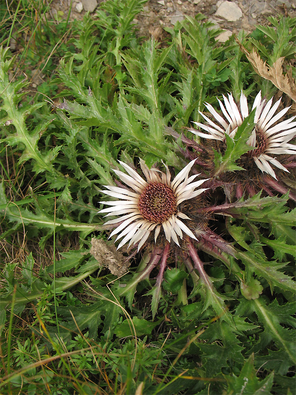 Изображение особи Carlina acaulis.