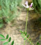 Astragalus filicaulis. Соцветие и верхушка листа. Копетдаг, Чули. Май 2011 г.