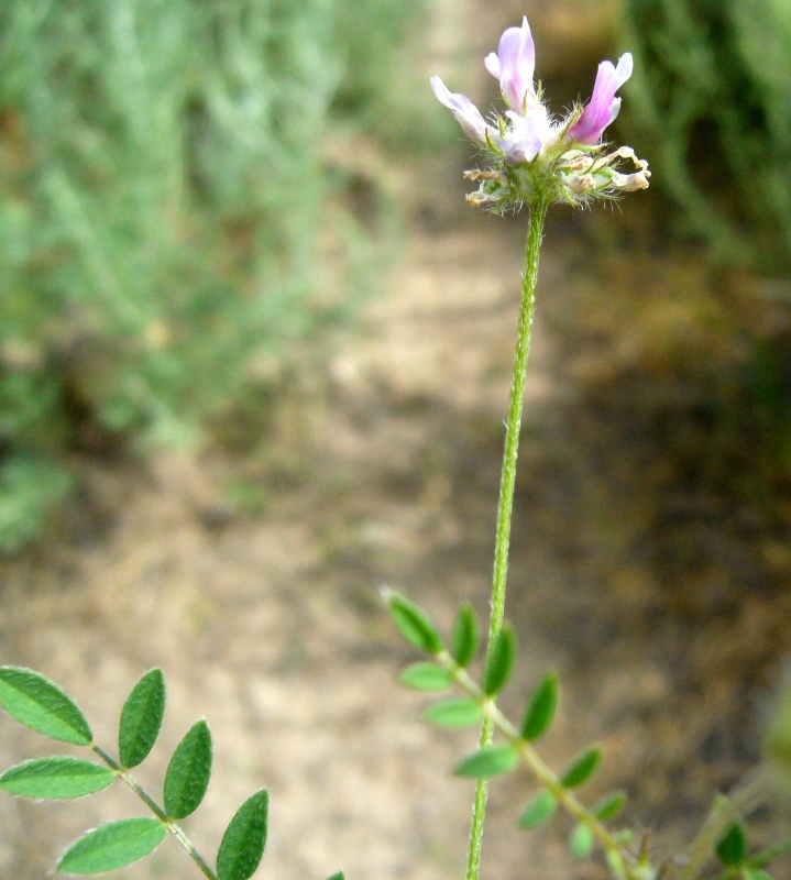 Image of Astragalus filicaulis specimen.