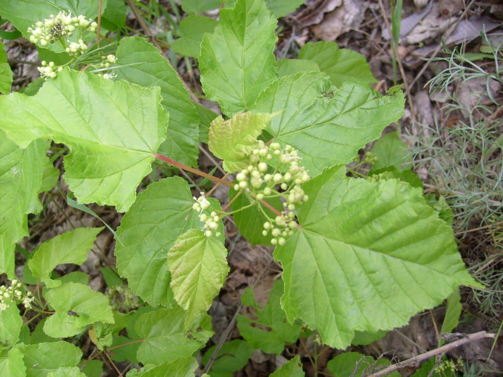 Image of Acer tataricum specimen.