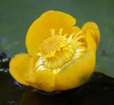 Nuphar lutea