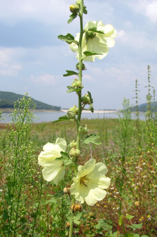 Image of Alcea rugosa specimen.