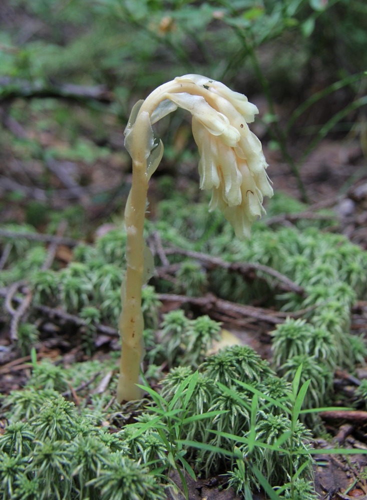 Image of Hypopitys monotropa specimen.