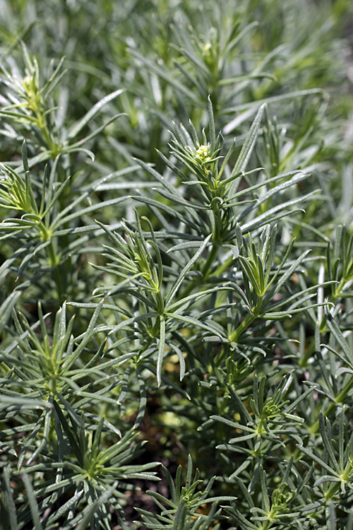 Изображение особи род Galium.