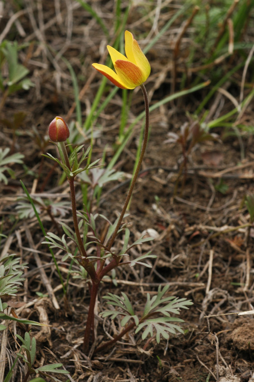 Image of Anemone gortschakowii specimen.