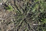 Galium humifusum. Цветущее растение. Южный Казахстан, нижний Боролдай, 2 км выше пос. Коктюбе, у берега бетонного арыка. 31.05.2012.