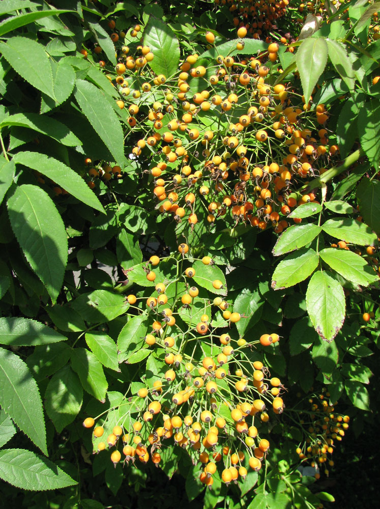 Image of Rosa multiflora specimen.