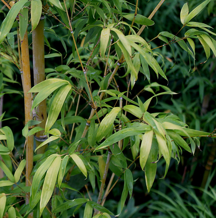 Image of Sasa veitchii specimen.