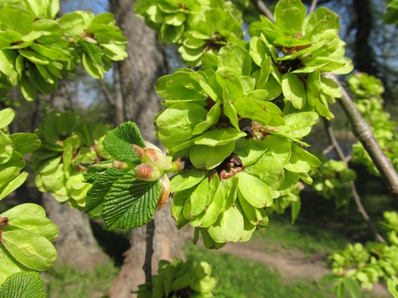 Image of Ulmus glabra specimen.