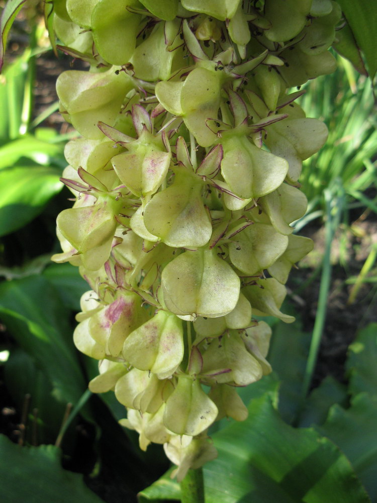 Image of Eucomis bicolor specimen.