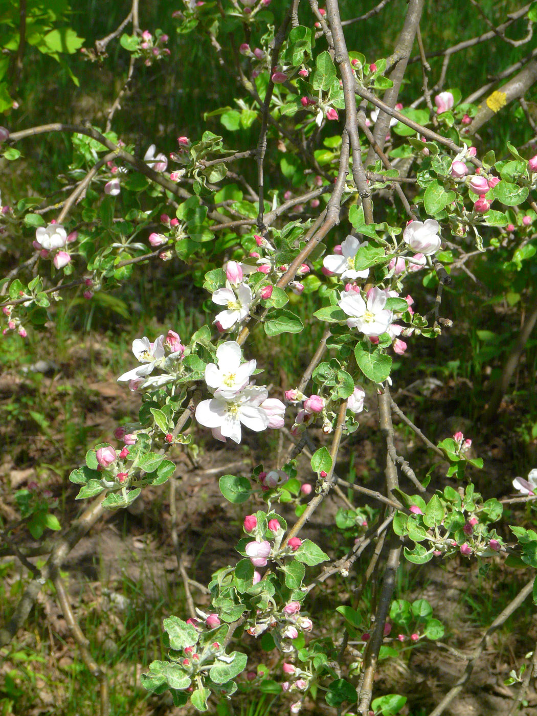 Изображение особи Malus domestica.