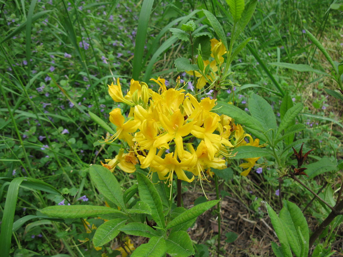 Image of Rhododendron luteum specimen.