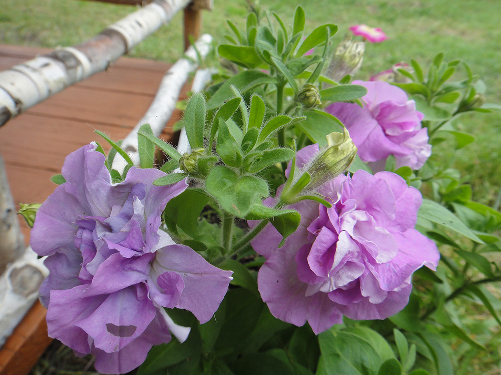 Image of Petunia &times; atkinsiana specimen.