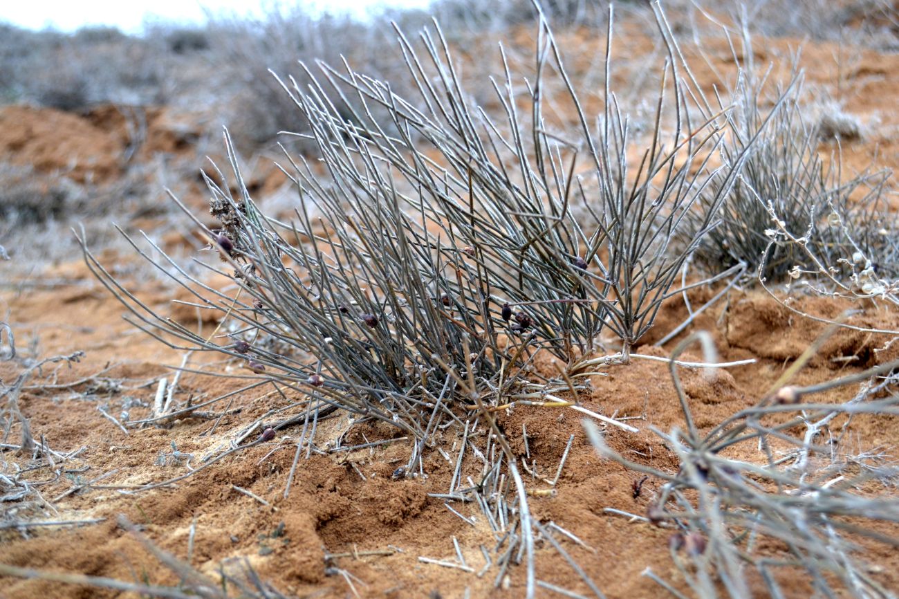 Image of Ephedra distachya specimen.