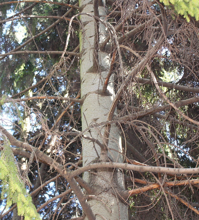 Image of Picea orientalis specimen.