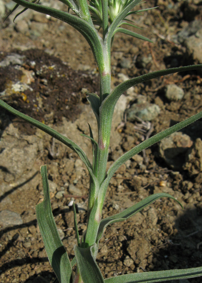 Image of Dianthus pseudarmeria specimen.