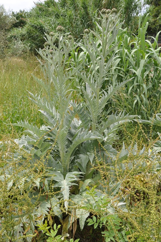 Image of Cynara scolymus specimen.