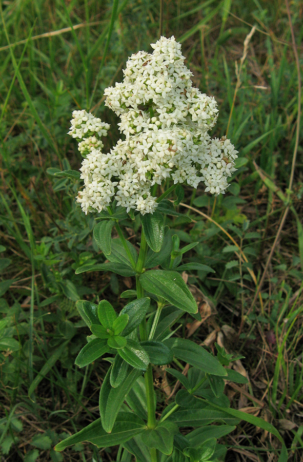 Image of Galium rubioides specimen.