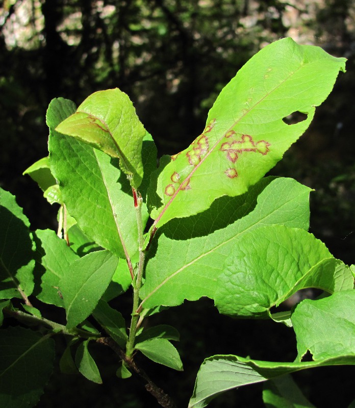 Изображение особи Salix hastata.