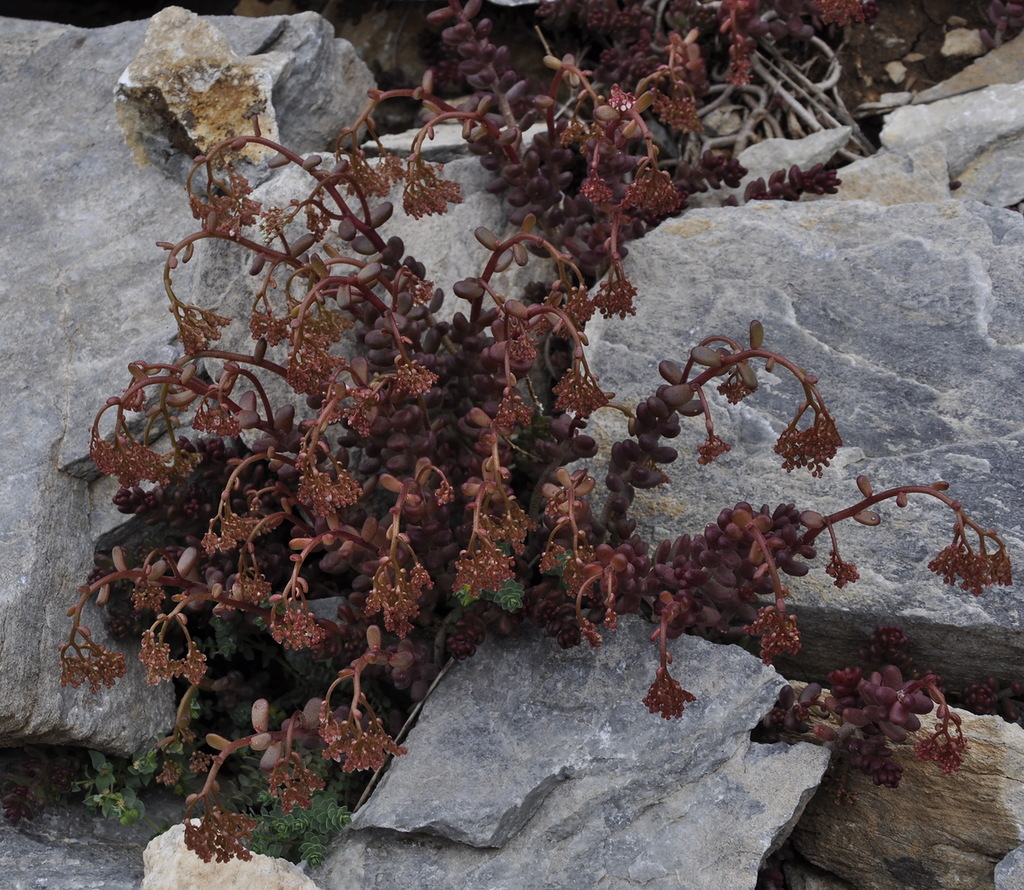 Image of Sedum album specimen.