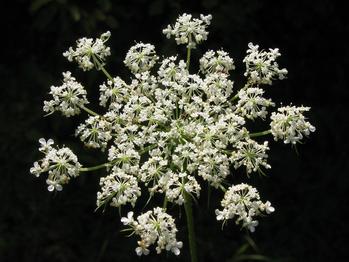 Image of Daucus carota specimen.