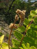 Rhus coriaria. Верхушка побега с соплодием и часть листа. Краснодарский край, м/о Анапа, окр. пос. Б. Утриш, фисташково-можжевеловое редколесье, обрывисто-осыпной береговой склон. 11.08.2013.