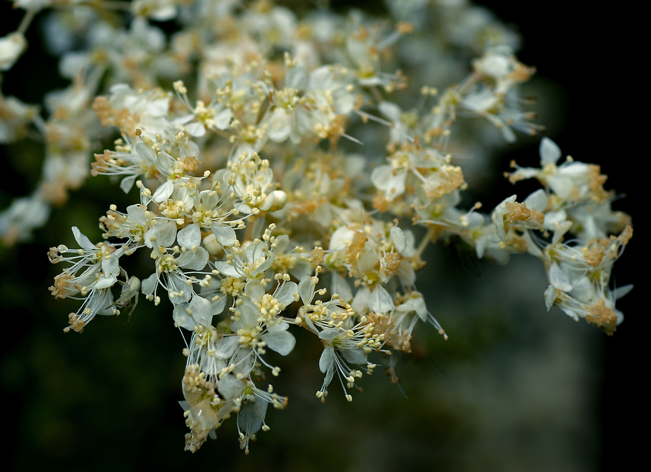 Изображение особи Filipendula ulmaria.