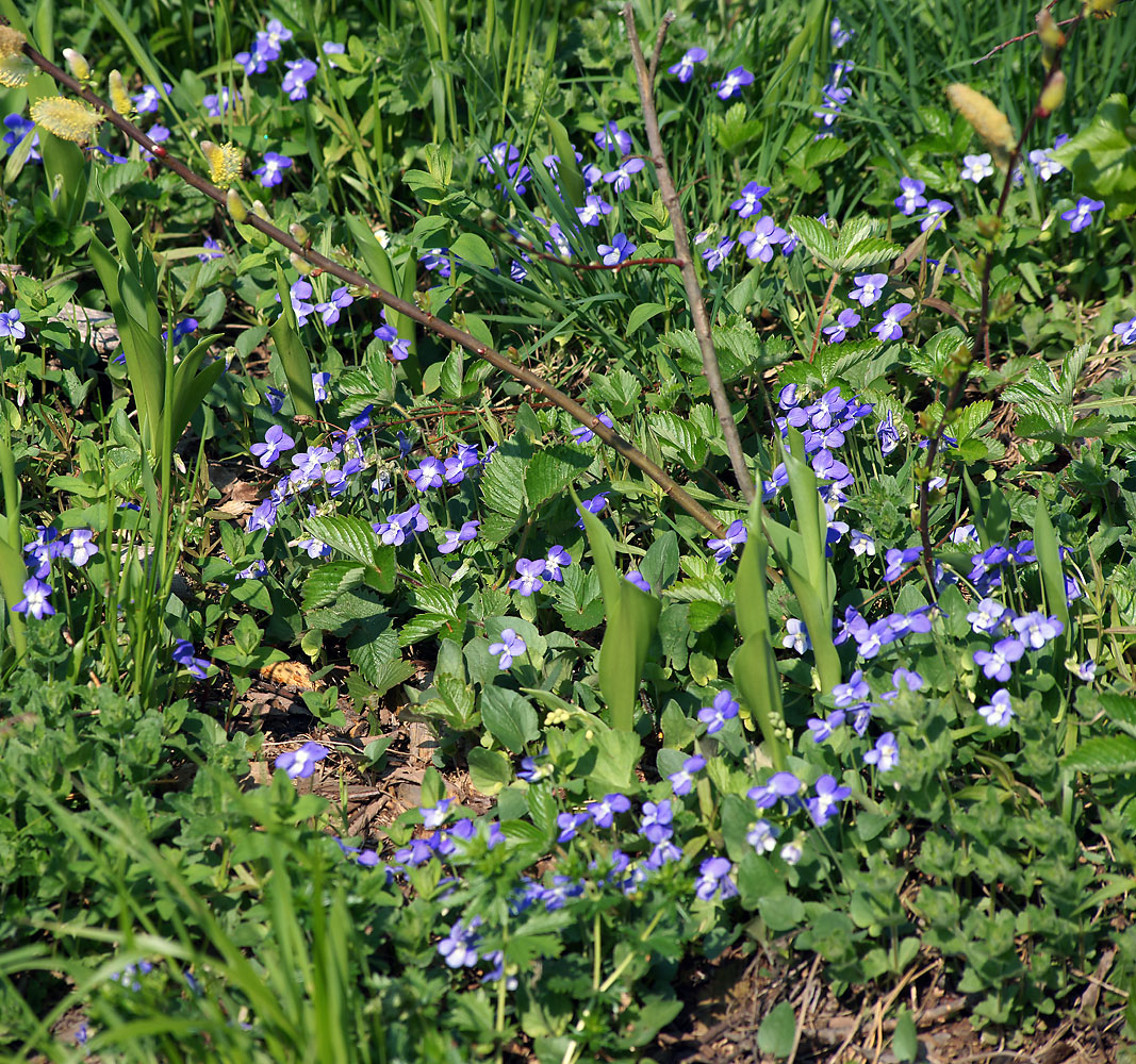 Image of Viola canina specimen.