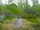 Duschekia fruticosa. Ветвь с колонией байкальской тли (Paraprociphilus baicalensis) на листе (вид с нижней стороны). Республика Бурятия, Баунтовский эвенкийский р-н, окр. пос. Северный, школьный заказник, обочина дорожного пути на склоне поросшей лесом сопки. 08.08.2013.