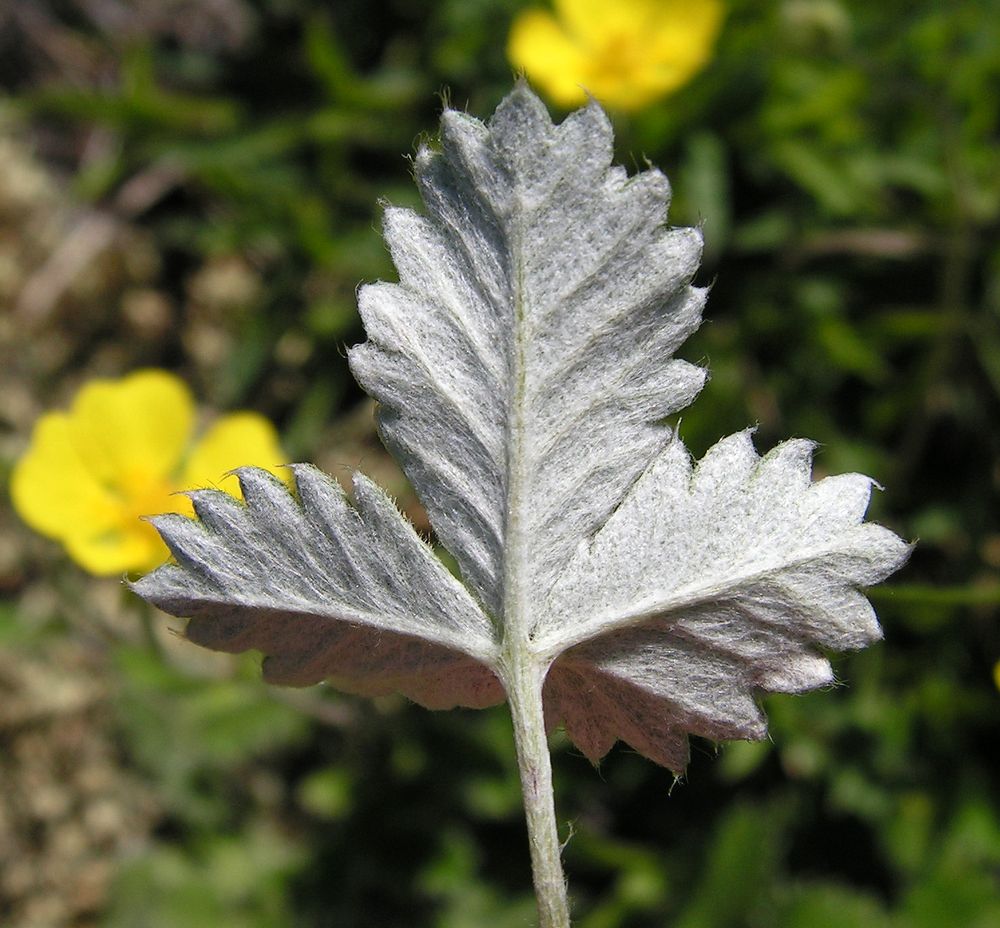 Image of Potentilla nivea specimen.