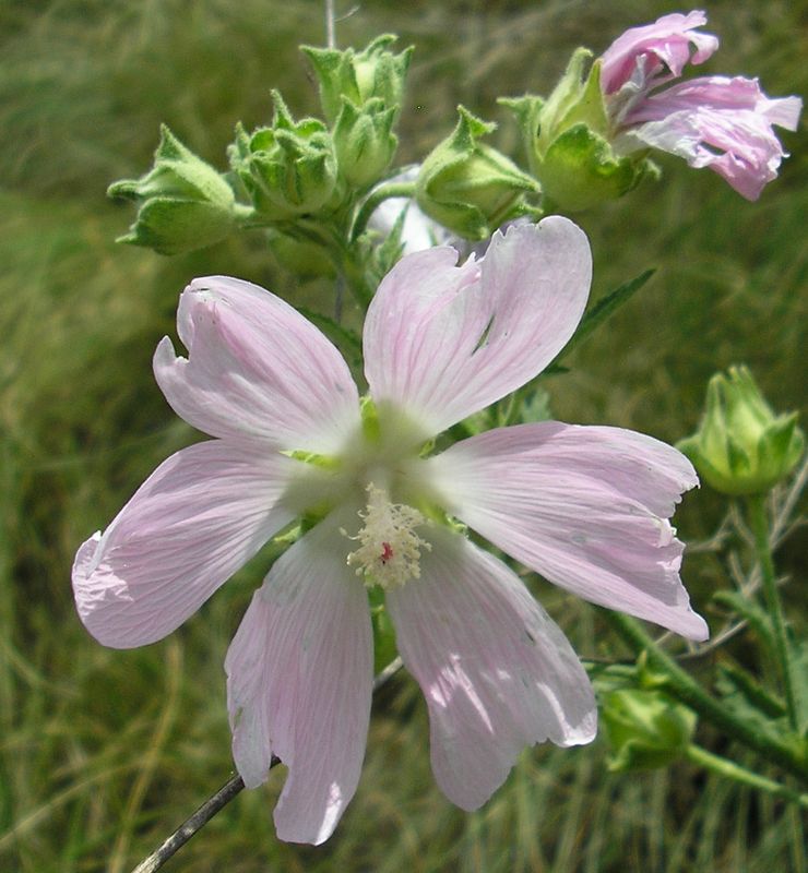 Image of Malva thuringiaca specimen.