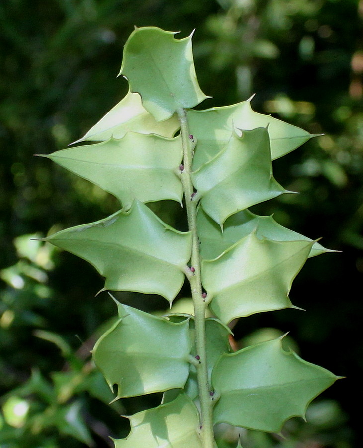 Image of Ilex bioritsensis specimen.