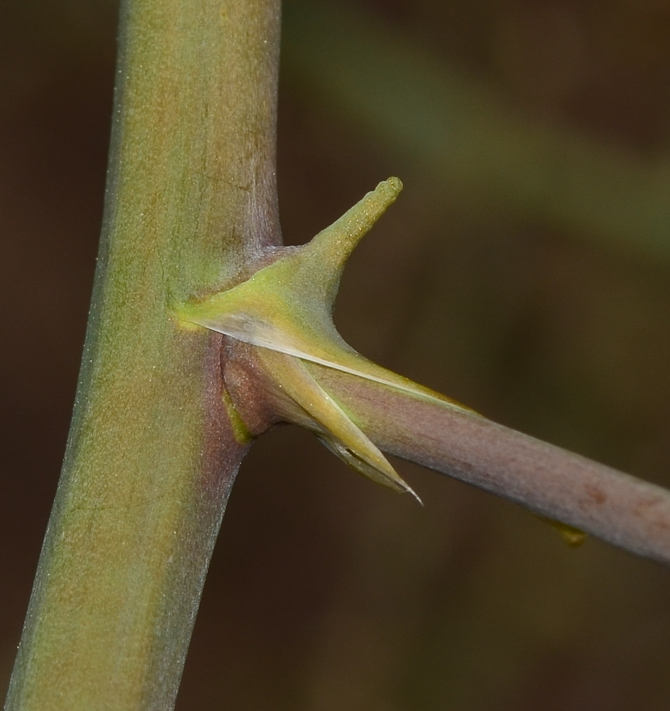 Изображение особи Asparagus horridus.