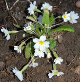 Primula vulgaris. Цветущее растение. Подмосковье, г. Одинцово, придомовой цветник. Апрель 2014 г.