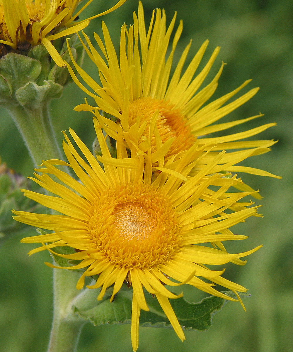 Изображение особи Inula helenium.